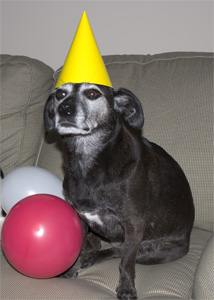 happy birthday, boss man