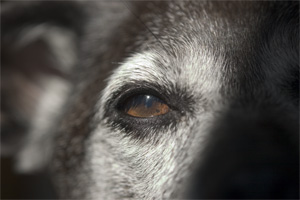 this would be, for instance, lettuce